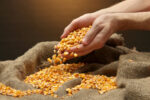 DA provides free seeds and fertilizers to qualified corn growers