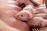 BAI reports promising Batangas post-ASF hog vaccination results