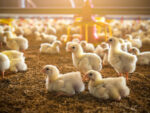Livestock, poultry output up in 2Q; crop, fish production decline