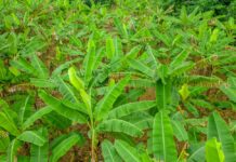 Gov’t launches rapid rescue plan for Bicol’s Uwan-shattered abaca industry abaca