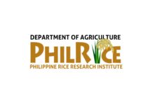 PhilRice warns farmers of rice pest outbreaks in early 2026