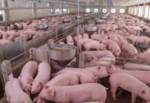 No resurgence of ASF despite isolated case in Quezon City