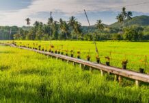 Philippine farm trade gap shrinks in December