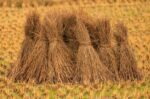 Farm gate price of palay eases in September–PSA