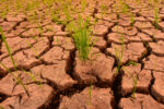 Government, private sector brace for El Niño