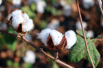 Group seeks commercial propagation of GMO cotton
