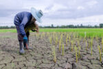 Damage to crops traced to El Nino now over P1.7B
