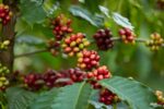 Nestle Philippines agrees to help government pursue Mindanao Robusta coffee project