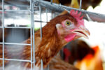 DA declares Batangas free from bird flu