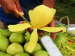 Government calls on R&D units to fortify carabao mango peel