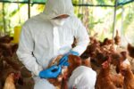 DA declares Cotabato free from bird flu