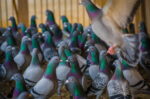 DA updates racing pigeon shipment rules; bans poultry shipment from the Netherlands