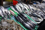 Pricier fish seen as Palawan fishing grounds closure looms