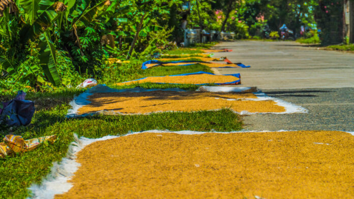 rice drying in the sun