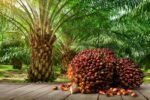Palm oil prices seen rising in 2024 as El Nino crimps Indonesian output- GAPKI