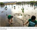 From mangroves to Molave trees: Pueblo de Oro continues its environmental protection advocacy in Cebu