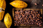 Farmers plant more cocoa outside Africa as prices rally