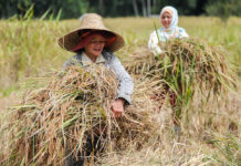 DA orders nationwide survey to check issues in farm aid distribution