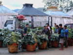 DA helps farmers sell 160 tons of highland vegetables in January