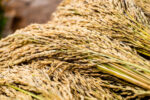 Palay prices continue to climb in February