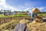 Indonesia estimates Jan-Feb rice output to drop 46%
