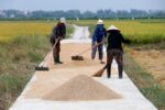 Vietnam commits annual rice supply of 2 million metric tons to PH for 5 years