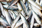 Sardines, anchovies found vulnerable to climate change – DA study