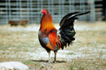 Delayed release of game fowl imported from US a precautionary step to mitigate spread of bird flu