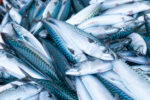 DA halts mackerel, scad imports over permit misuse