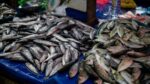 Pelagic fish species caught by PH vessels in distant waters exempt from MO14