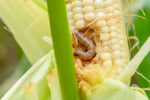 Armyworm infestation hits Western Visayas