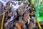 DA chief declares Buguey town as ‘Crab Capital’ of the Philippines