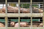 BAI Confirms ASF Case in Intercepted hogs