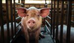 DA crafts hog repopulation roadmap to lift industry, cut pork imports