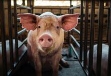 Taiwan pork imports under temporary ban