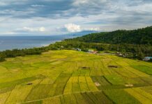 Rice stocks higher as harvest nears peak