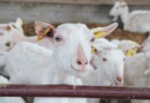 Audit spurs DA review of ill-funded goat breeding drive