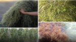 P1.06B allocated for seaweed industry development P1.06B allocated for seaweed industry development