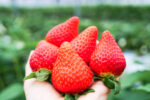 Japan’s premium strawberries hit Philippine shelves after export ban lifted