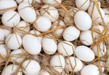 Meat, egg output climb in Q4