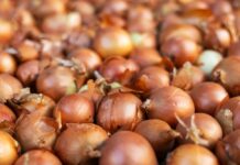 DA sets ₱120 price cap on onions to curb holiday surge
