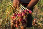 DA eyes P120/KG limit for imported red onions