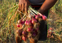 DA eyes P120/KG limit for imported red onions