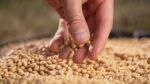Soybean meal imports to rise on strong feed demand — USDA