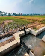 Masagana program exceeds targets, boosts rice production