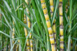 Red-striped pest threatens PH sugar output
