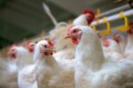 DA lifts poultry import ban from Brazil