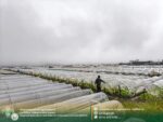 Agri damage from typhoons, monsoon hits P3B