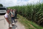 Thousands of hectares hit by sugar pest as crisis deepens