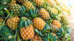 Pineapple exports jump 14% in 2024 – FAO